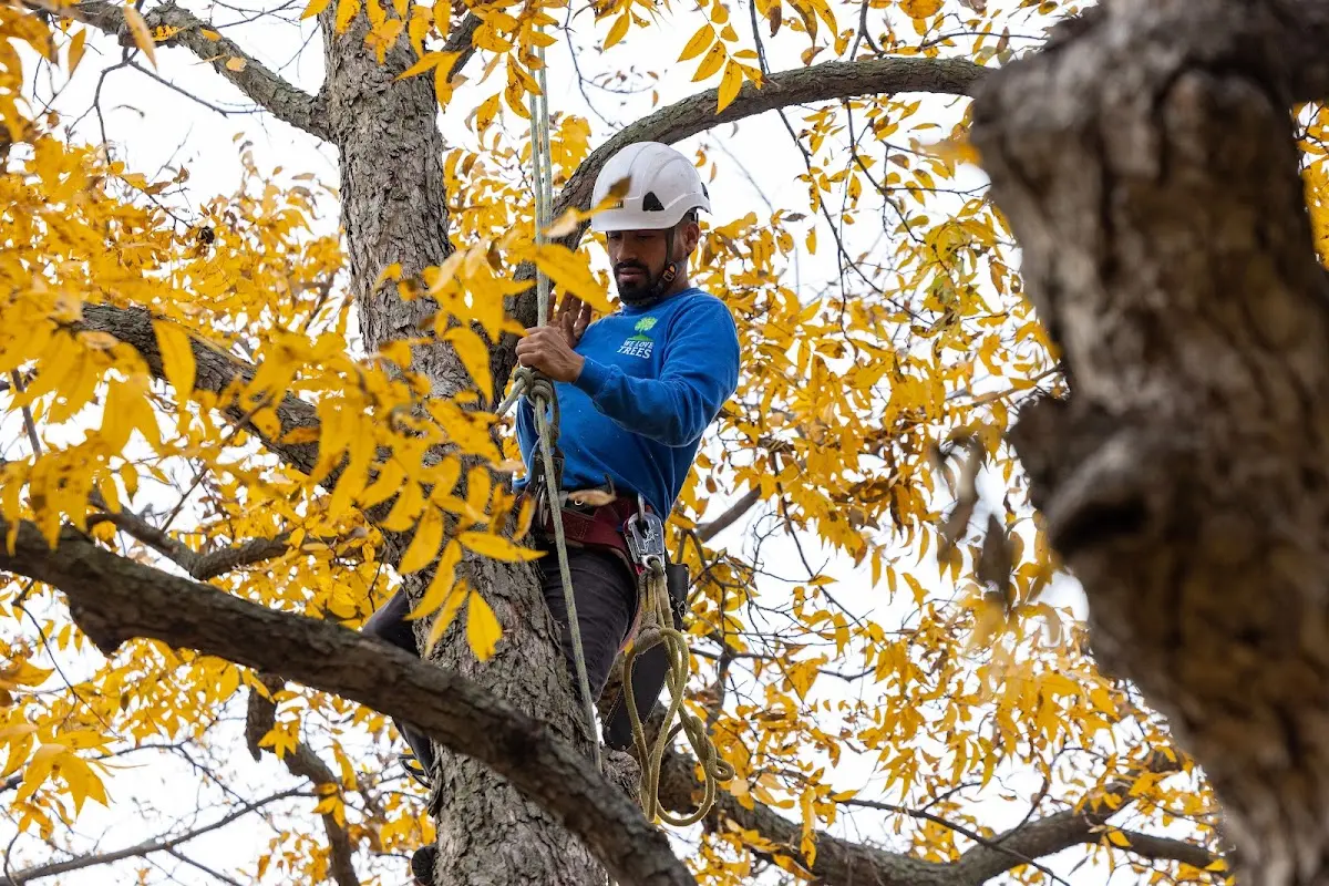 Skilled Tree Planing crew working in Bloomfield Hills